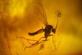 Detailed Fossil Ant (Formicidae) & Flies (Diptera) in Baltic Amber #145391-3